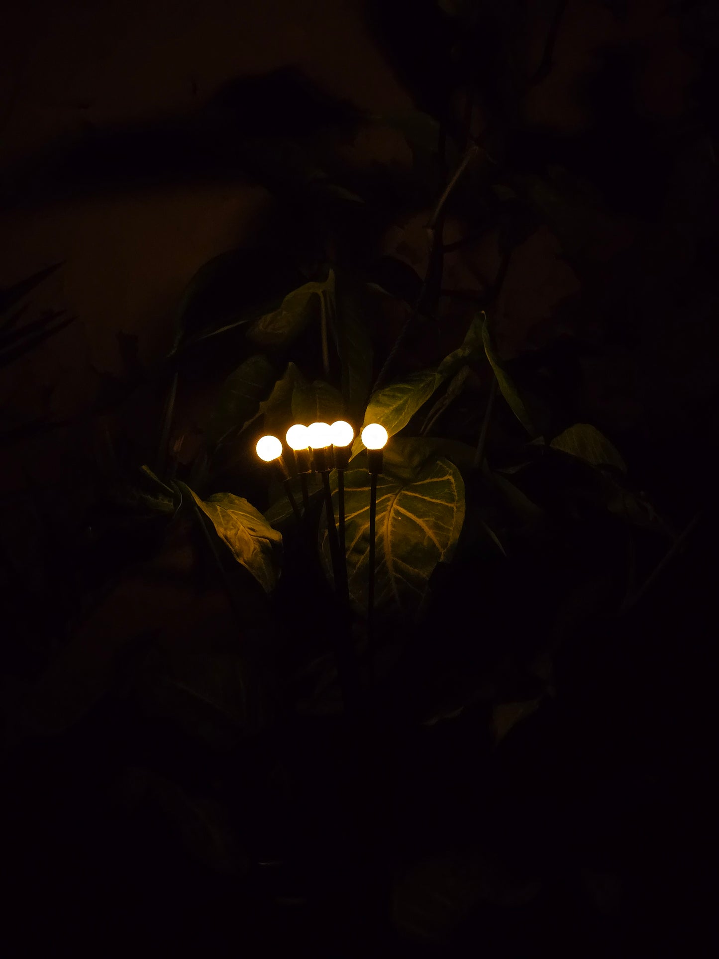 FireFly Solar Lights