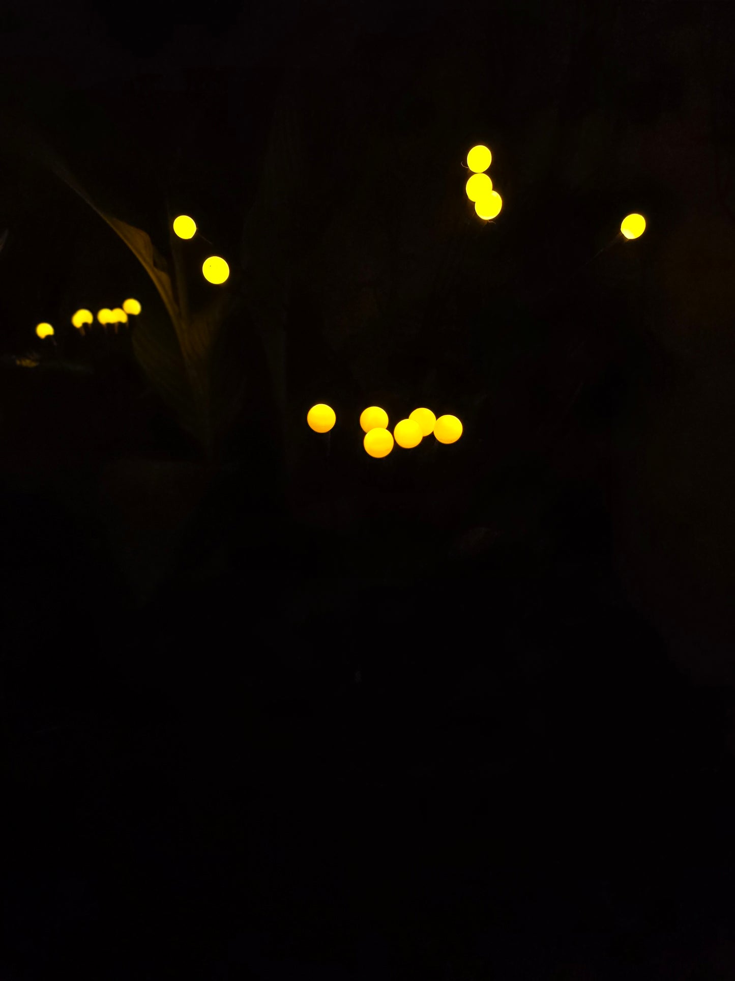 FireFly Solar Lights